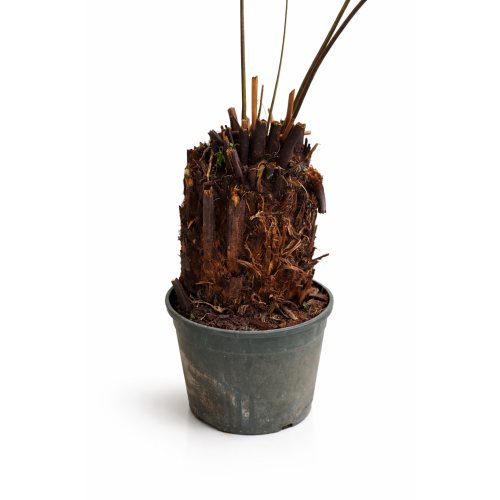 Dicksonia Antarctica